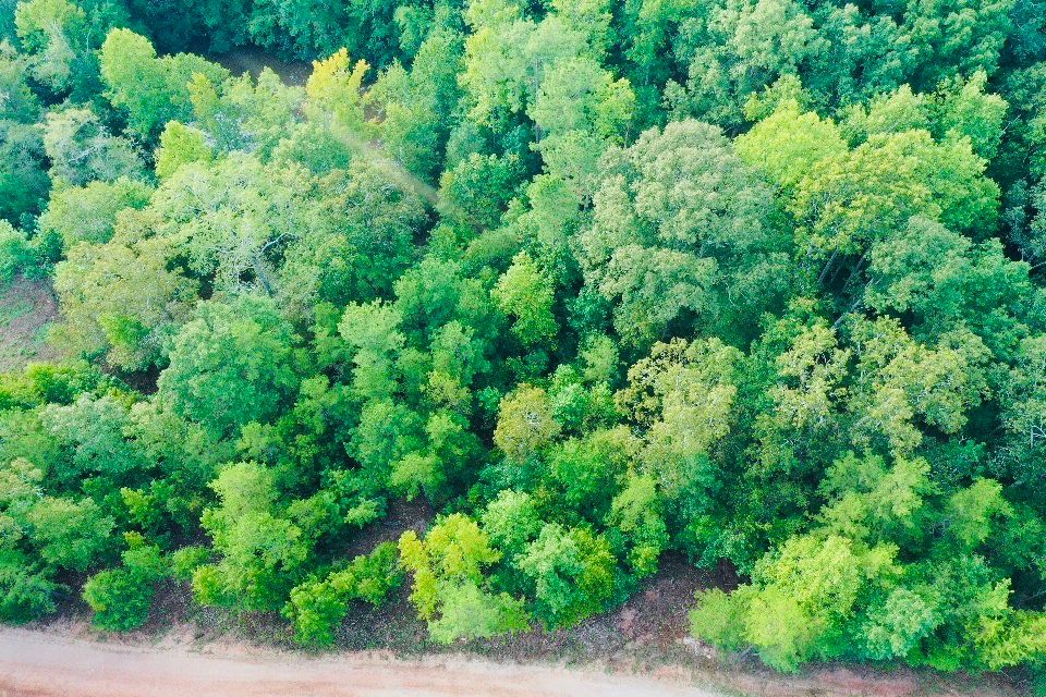 Lot 33 Woodgate Shores Dr: Lot 33 Woodgate Shores Dr, Wedowee, AL 36278